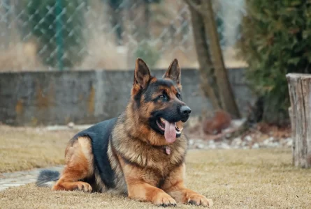 Is Owning a Dangerous Dog in Nevada Legal?