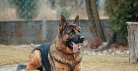 Is Owning a Dangerous Dog in Nevada Legal