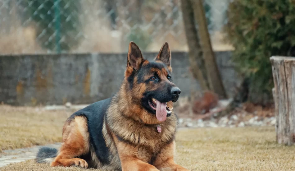 Is Owning a Dangerous Dog in Nevada Legal?