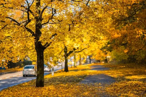8 Tips for Driving in the Fall in Nevada