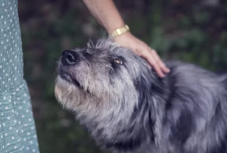 Who’s Financially Liable for a Dog Bite Injury?