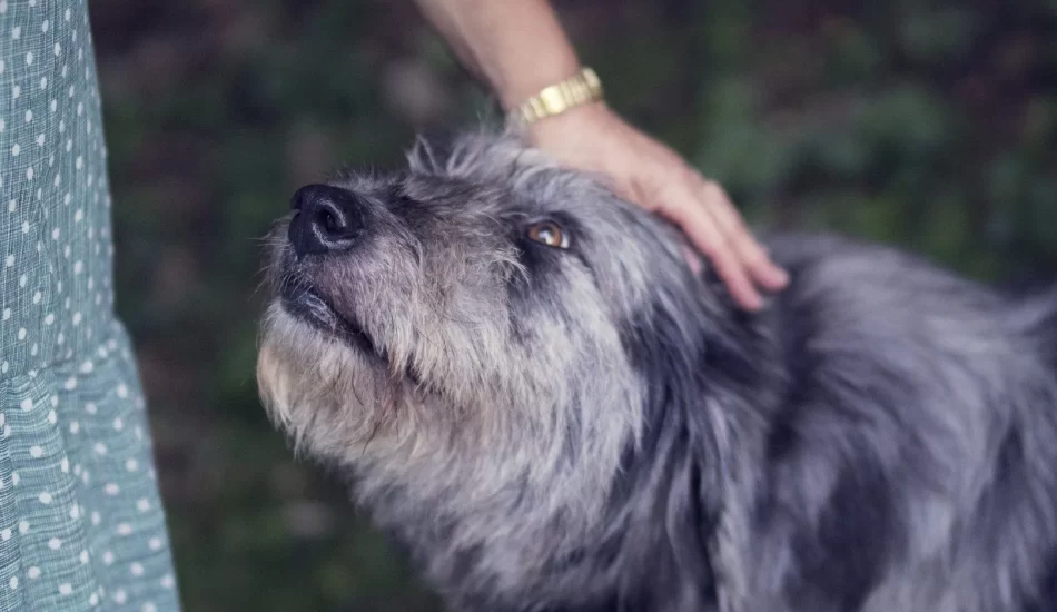 Who’s Financially Liable for a Dog Bite Injury?