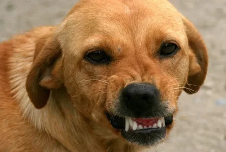 Can Dog Bites Have Long Term Effects?