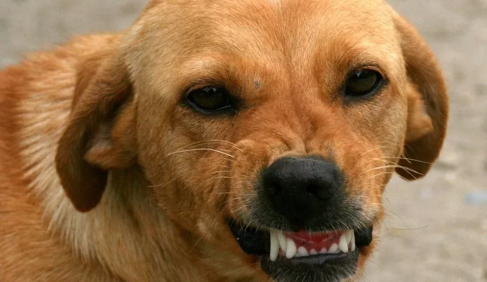 Can Dog Bites Have Long Term Effects?