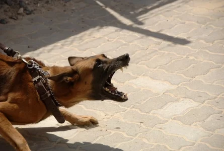 What You Should do After a Nevada Dog Bite