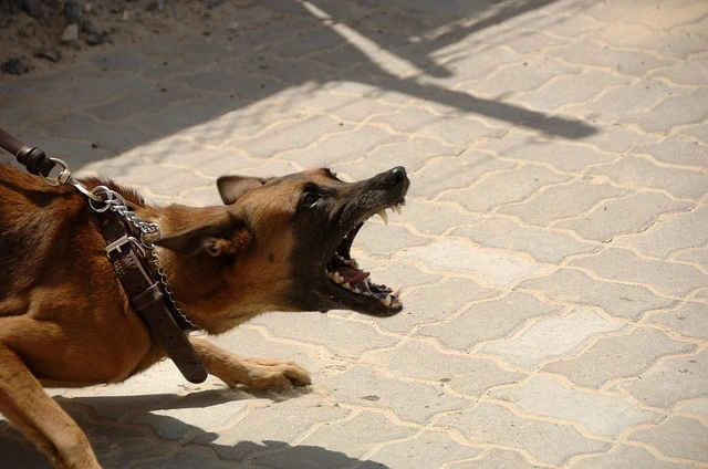 What You Should do After a Nevada Dog Bite