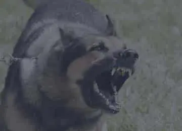 Nevada’s Dog Bite Laws: What You Need to Know