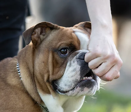 Dog Bites