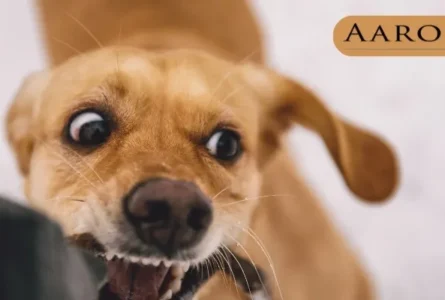 Can Dog Bites Have Long Term Effects?