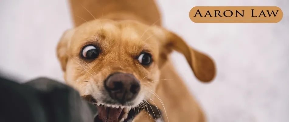 Can Dog Bites Have Long Term Effects?