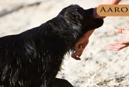 Can Dog Bites Be Deadly?