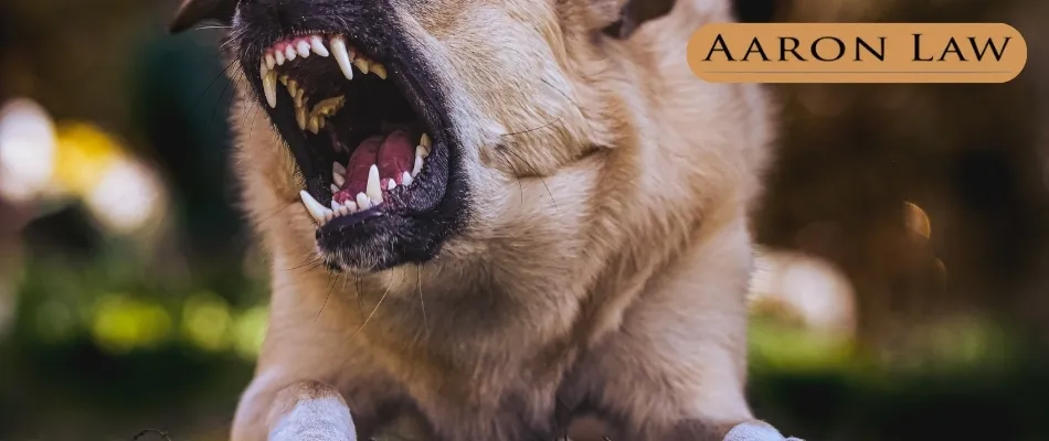 What You Should do After a Nevada Dog Bite